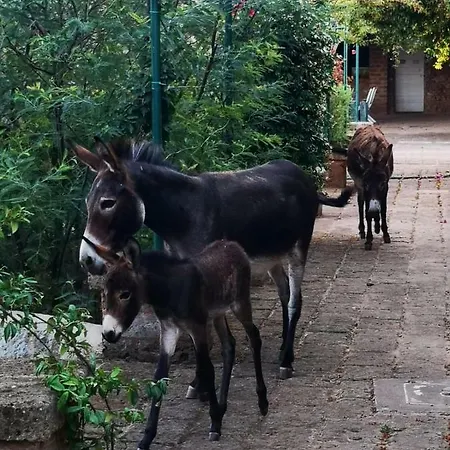 Masseria Provenzani Farm stay *