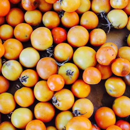 Masseria Provenzani *