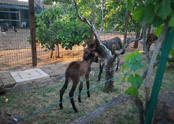 Masseria Provenzani Κατάλυμα σε φάρμα
