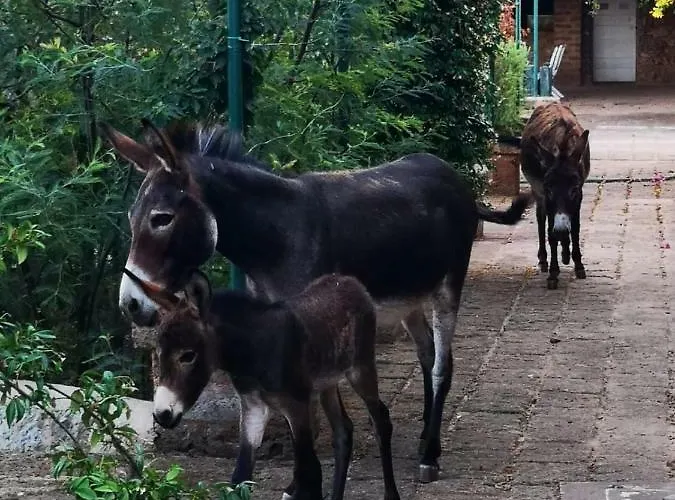 Masseria Provenzani Κατάλυμα σε φάρμα *