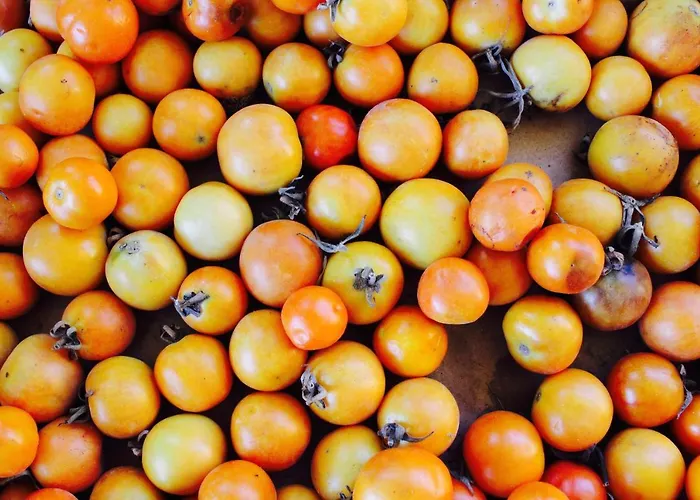 Masseria Provenzani *